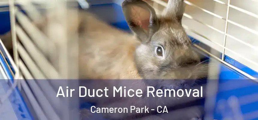  Air Duct Mice Removal Cameron Park - CA